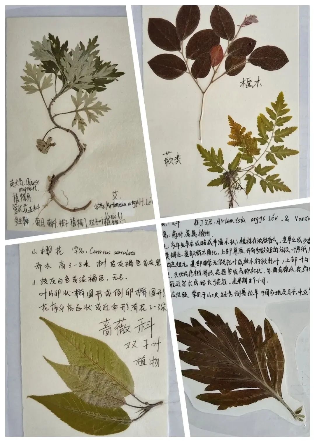 植物标本